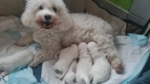  Reinrassige Bichon frise  Bild 6