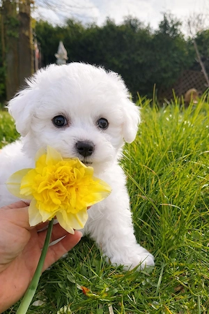  Reinrassige Bichon frise 