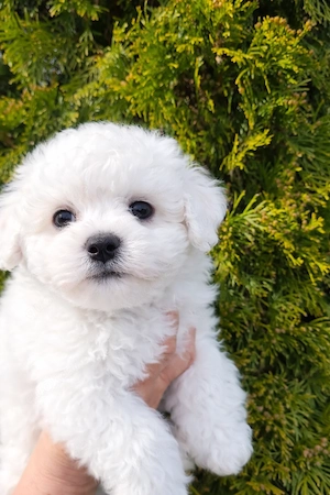  Reinrassige Bichon frise  Bild 4