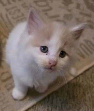Maine Coon Kitten 