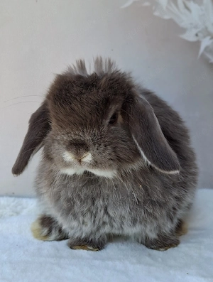 Minilop, Kaninchen, Zwergwidder, Havana, Rammler & Häsin