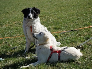 Loki sucht sein Zuhause Bild 3