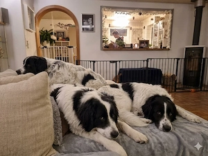 Loki sucht sein Zuhause Bild 4