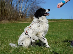 Loki sucht sein Zuhause Bild 6