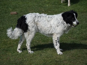 Loki sucht sein Zuhause Bild 5