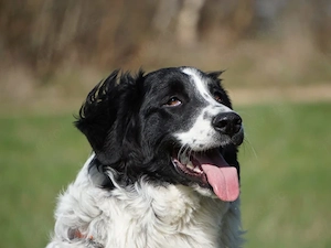 Loki sucht sein Zuhause Bild 2