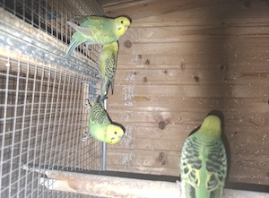 Junge Wellensittiche 