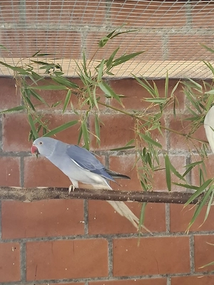 Halsbandsittich Pärchen 