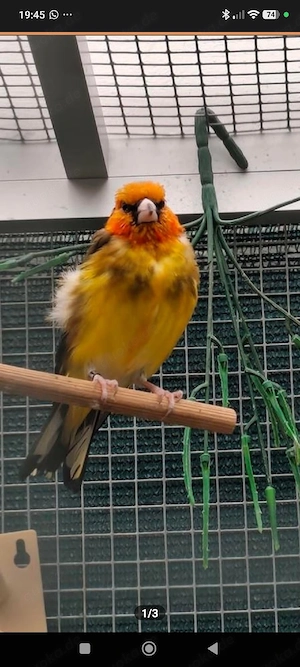 Stieglitz Major Gelb-Natur, männlich von 2025