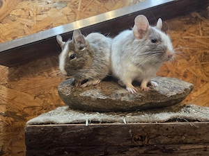 2 Degu Männchen abzugeben 