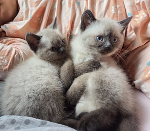 Seal point baby reinrassig 