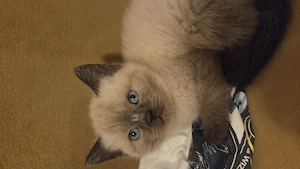 Seal point baby reinrassig 