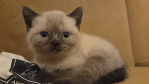 Seal point baby reinrassig 