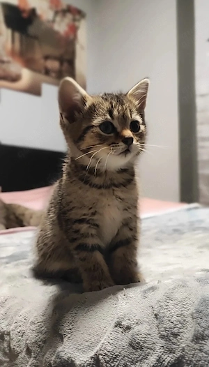 RESERVIERT!! Zuckersüßes BKH-Mix Kitten Mädchen Mika sucht ein Zuhause auf Lebenszeit