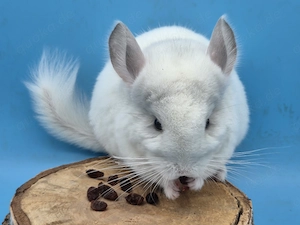 Chinchilla Weibchen in Weiss Vio (Velvet)