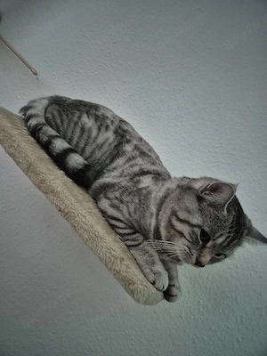 BKH britisch kurzhaar kater