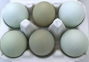 Blau grün Bruteier Schwedisch Isbar Araucana Ameraucana