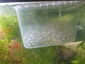 Axolotl-Eier aus eigener Hobbyzucht abzugeben 