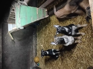 Belgische Schäferhunde  Malinys Welpen 7 Monate.