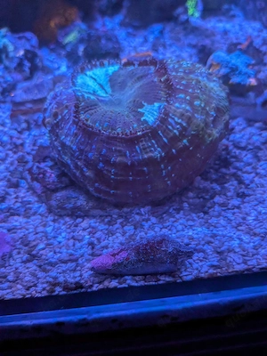 Meerwasser Acanthophyllia