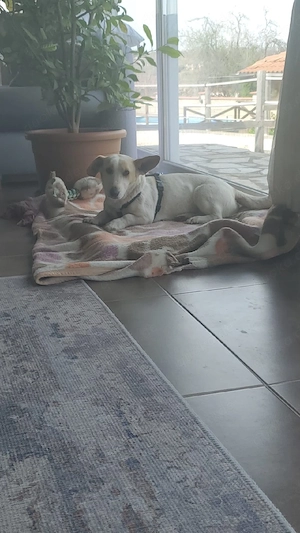 Berta  , kleine Mischlingshündin 