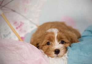 Havaneser Welpen mit Stammbaum  Abgabe Juni Bild 2