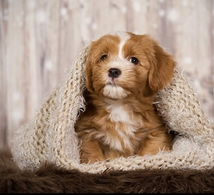 Havaneser Welpen mit Stammbaum  Abgabe Juni Bild 6