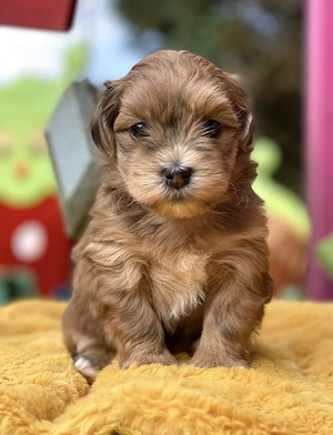 Havaneser Welpen mit Stammbaum  Abgabe Juni Bild 7