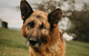 Wer sieht Astra? Besondere Hündin sucht ihr Glück