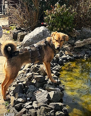 Lumi möchte wieder glücklich sein!