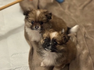 Auszugsbereit!  Pomchi-Welpen suchen liebevolles Zuhause 