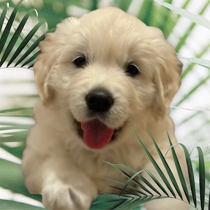 Excellente Golden Retriever Welpen sind geboren  Bild 2