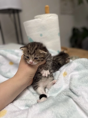 Katzenbabys Kitten Bild 4