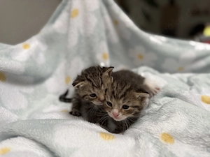 Katzenbabys Kitten Bild 5