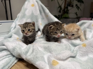 Katzenbabys Kitten Bild 2