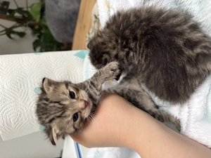 Katzenbabys Kitten Bild 3