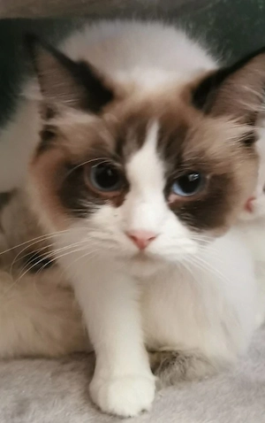 Ragdoll Kitten mit Stammbaum 