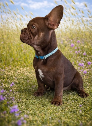 Wunderschöner RÜDE!!