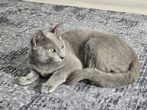 Reinrassige Russisch blau katze 