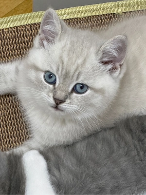 Süßes 3 Monate altes Kätzchen mit blauen Augen   650 