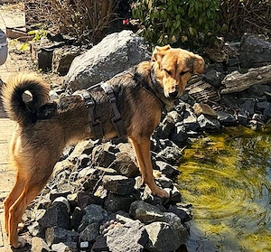 Lumi möchte wieder glücklich sein!