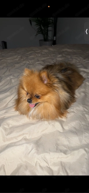 zwergspitz pomerian rüde