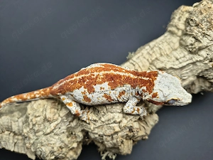 0.1 Rhacodactylus auriculatus 