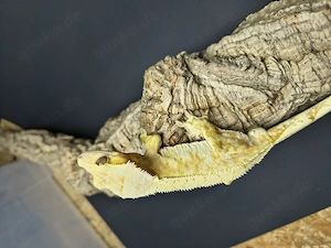 1.0 Correlophus ciliatus 