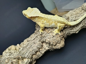 0.1 Correlophus ciliatus 