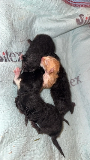    Katzenbabys abzugeben   Reservierungen möglich   