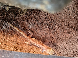 0.2 Lucasium damaeum 