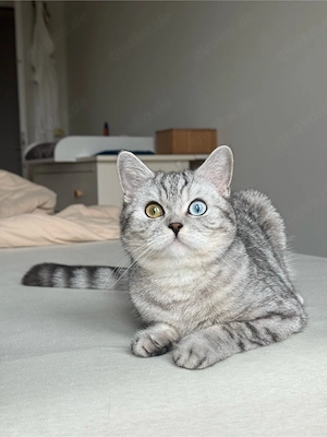 BKH Deckkater gesucht