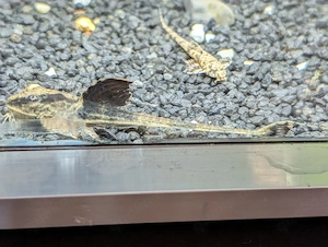 Hexenwelsen abzugeben 