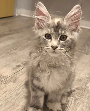 Maine Coon Kitten Mädchen   geimpft, stubenrein, abgabebereit